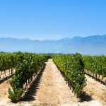 IA en la agricultura: la tecnología está revolucionando los viñedos de California