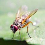 Simulación digital de una mosca de fruta: científicos logran emular su cerebro completo